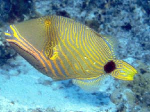 FISH PIX #4